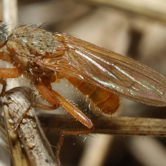 Scatophaga sp.